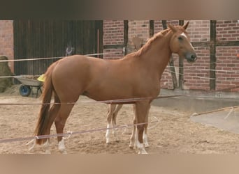 Koń oldenburski, Klacz, 5 lat, 172 cm, Kasztanowata