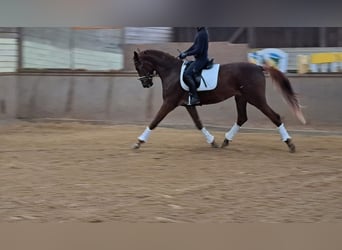 Koń oldenburski, Klacz, 5 lat, 172 cm, Kasztanowata