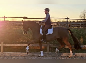 Koń oldenburski, Klacz, 5 lat, 173 cm, Ciemnokasztanowata