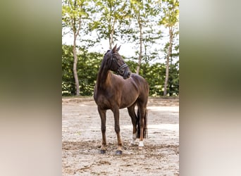 Koń oldenburski, Klacz, 5 lat, 174 cm, Ciemnokasztanowata
