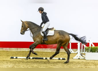 Koń oldenburski, Klacz, 5 lat, 174 cm, Gniada