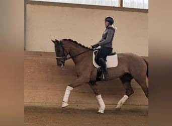 Koń oldenburski, Klacz, 5 lat, 175 cm, Ciemnokasztanowata