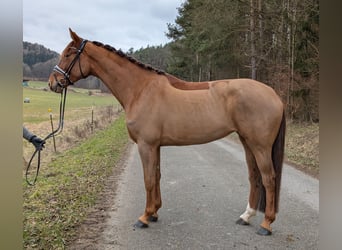 Koń oldenburski, Klacz, 5 lat, 175 cm, Ciemnokasztanowata