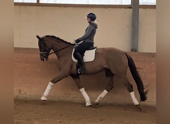 Koń oldenburski, Klacz, 5 lat, 175 cm, Ciemnokasztanowata