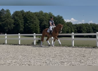 Koń oldenburski, Klacz, 5 lat, 176 cm, Kasztanowata