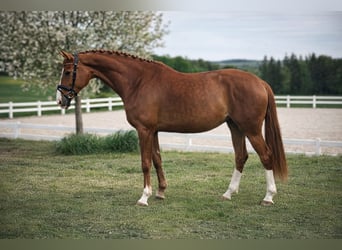 Koń oldenburski, Klacz, 5 lat, 176 cm, Kasztanowata