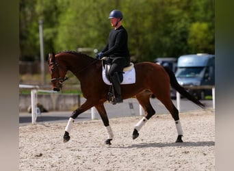 Koń oldenburski, Klacz, 5 lat, 179 cm, Gniada