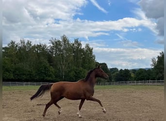 Koń oldenburski, Klacz, 5 lat, 64 cm, Kasztanowata