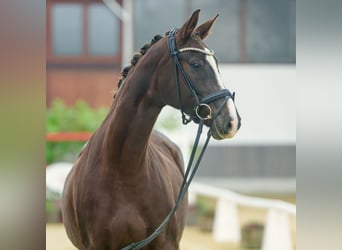 Koń oldenburski, Klacz, 5 lat, Kasztanowata