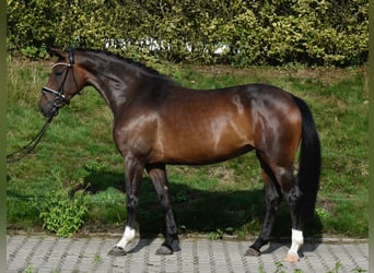 Koń oldenburski, Klacz, 6 lat, 158 cm, Gniada