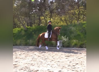 Koń oldenburski, Klacz, 6 lat, 158 cm, Kasztanowata
