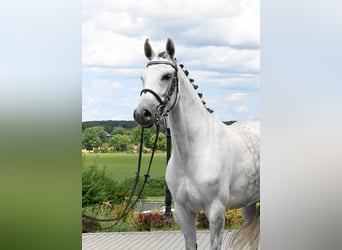 Koń oldenburski, Klacz, 6 lat, 159 cm, Siwa