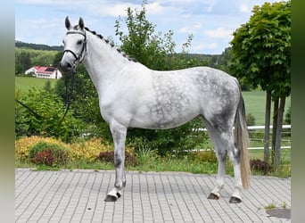 Koń oldenburski, Klacz, 6 lat, 159 cm, Siwa