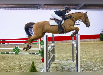 Koń oldenburski, Klacz, 6 lat, 163 cm, Cremello