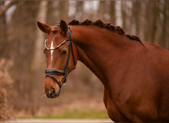 Koń oldenburski, Klacz, 6 lat, 164 cm, Ciemnokasztanowata