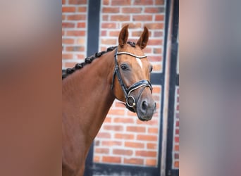 Koń oldenburski, Klacz, 6 lat, 165 cm, Ciemnokasztanowata