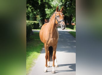 Koń oldenburski, Klacz, 6 lat, 165 cm, Ciemnokasztanowata