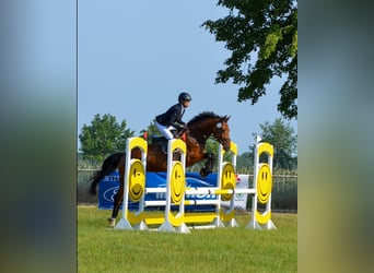 Koń oldenburski, Klacz, 6 lat, 165 cm, Gniada