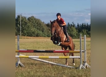 Koń oldenburski, Klacz, 6 lat, 165 cm, Gniada