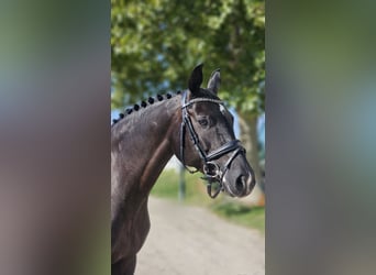 Koń oldenburski, Klacz, 6 lat, 165 cm, Kara