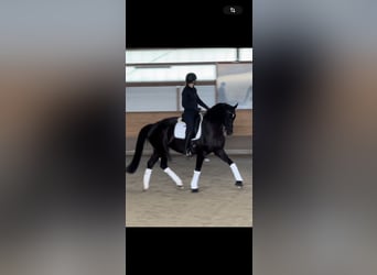 Koń oldenburski, Klacz, 6 lat, 165 cm, Kara