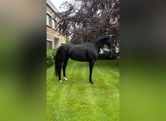 Koń oldenburski, Klacz, 6 lat, 165 cm, Kara