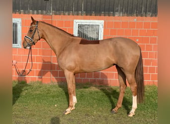 Koń oldenburski, Klacz, 6 lat, 165 cm, Kasztanowata