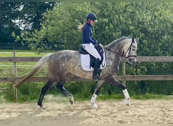 Koń oldenburski, Klacz, 6 lat, 165 cm, Siwa jabłkowita