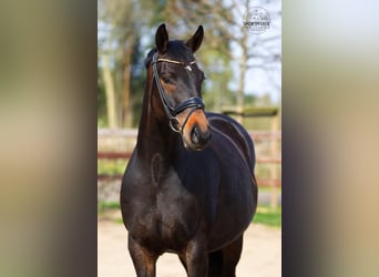 Koń oldenburski, Klacz, 6 lat, 166 cm, Ciemnogniada