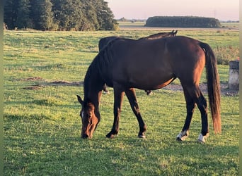 Koń oldenburski, Klacz, 6 lat, 166 cm, Ciemnogniada