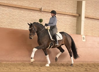 Koń oldenburski, Klacz, 6 lat, 166 cm, Ciemnogniada