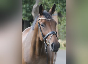 Koń oldenburski, Klacz, 6 lat, 166 cm, Gniada