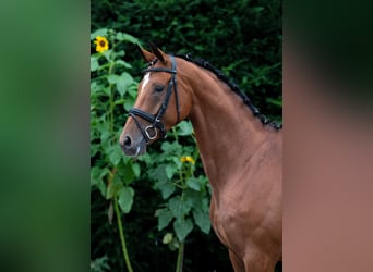 Koń oldenburski, Klacz, 6 lat, 166 cm, Gniada