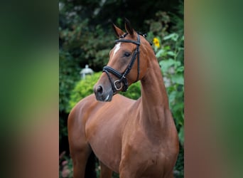 Koń oldenburski, Klacz, 6 lat, 166 cm, Gniada