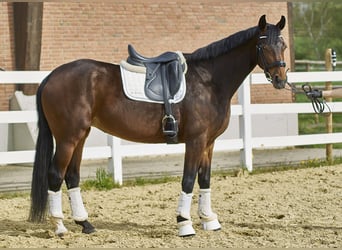 Koń oldenburski, Klacz, 6 lat, 166 cm, Gniada