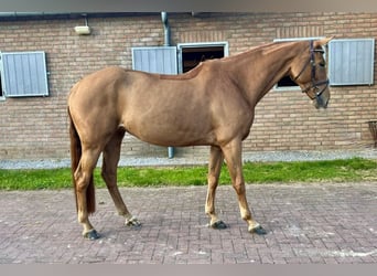 Koń oldenburski, Klacz, 6 lat, 166 cm, Kasztanowata