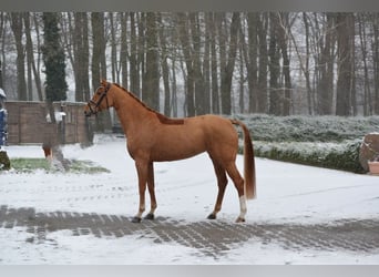 Koń oldenburski, Klacz, 6 lat, 166 cm, Kasztanowata