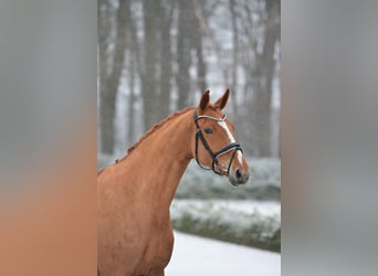 Koń oldenburski, Klacz, 6 lat, 166 cm, Kasztanowata