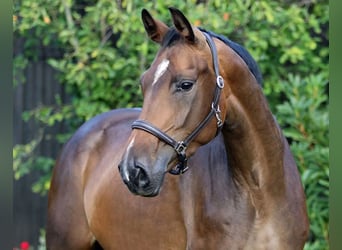 Koń oldenburski, Klacz, 6 lat, 167 cm, Ciemnogniada