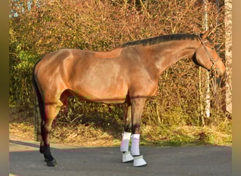 Koń oldenburski, Klacz, 6 lat, 167 cm, Gniada