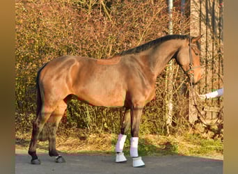 Koń oldenburski, Klacz, 6 lat, 167 cm, Gniada
