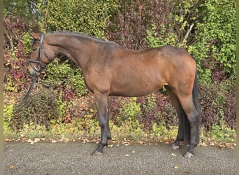 Koń oldenburski, Klacz, 6 lat, 167 cm, Gniada