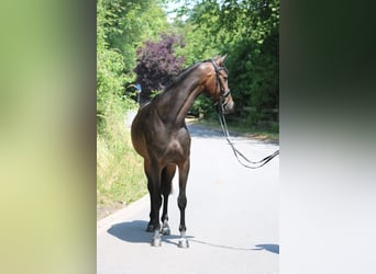 Koń oldenburski, Klacz, 6 lat, 167 cm, Gniada