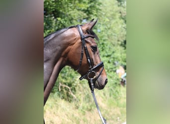 Koń oldenburski, Klacz, 6 lat, 167 cm, Gniada