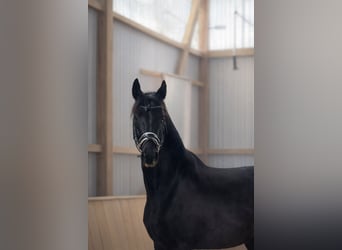 Koń oldenburski, Klacz, 6 lat, 167 cm, Kara