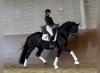 Koń oldenburski, Klacz, 6 lat, 167 cm, Kara