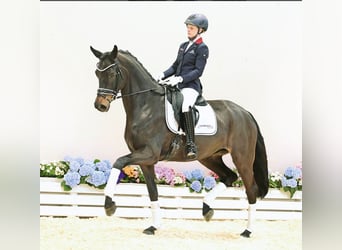 Koń oldenburski, Klacz, 6 lat, 168 cm, Ciemnogniada