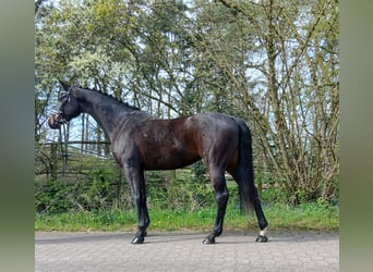 Koń oldenburski, Klacz, 6 lat, 168 cm, Ciemnogniada