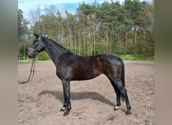 Koń oldenburski, Klacz, 6 lat, 168 cm, Ciemnogniada