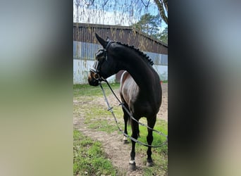 Koń oldenburski, Klacz, 6 lat, 168 cm, Ciemnogniada